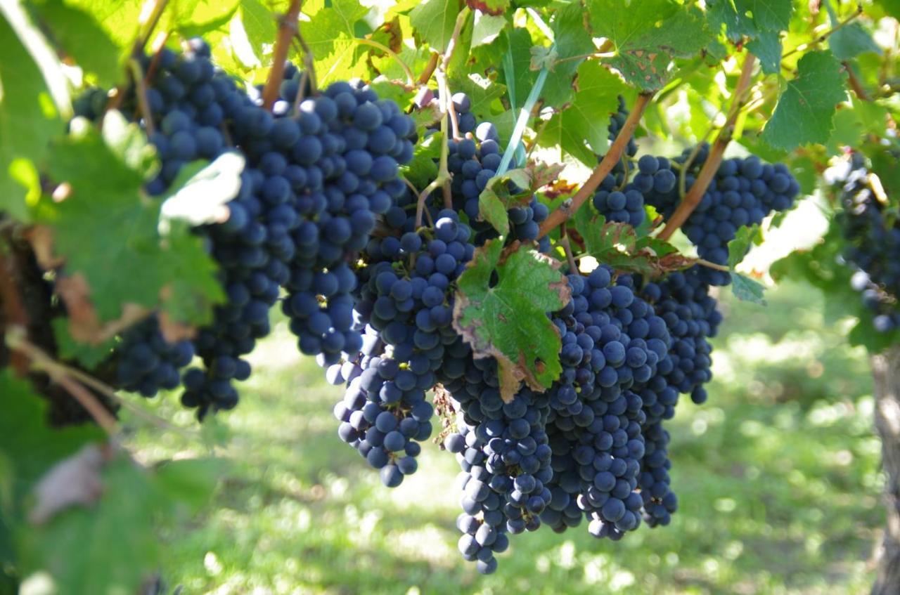 Clos De Bertinat Saint-Sulpice-de-Faleyrens Zewnętrze zdjęcie