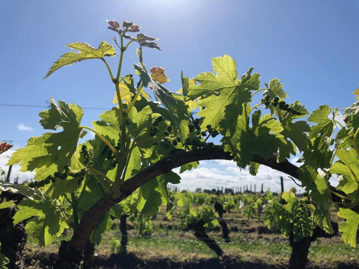 Clos De Bertinat Saint-Sulpice-de-Faleyrens Zewnętrze zdjęcie