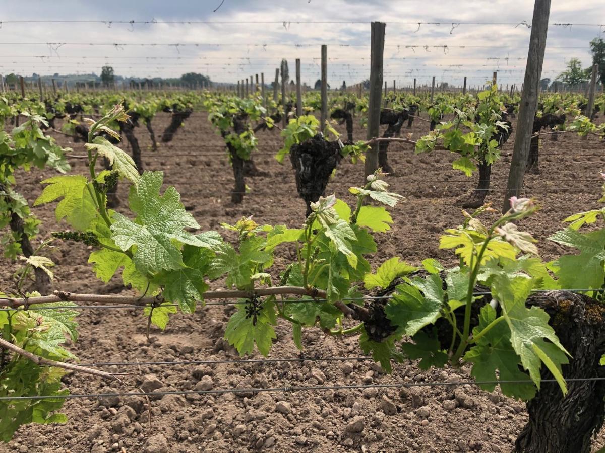 Clos De Bertinat Saint-Sulpice-de-Faleyrens Zewnętrze zdjęcie