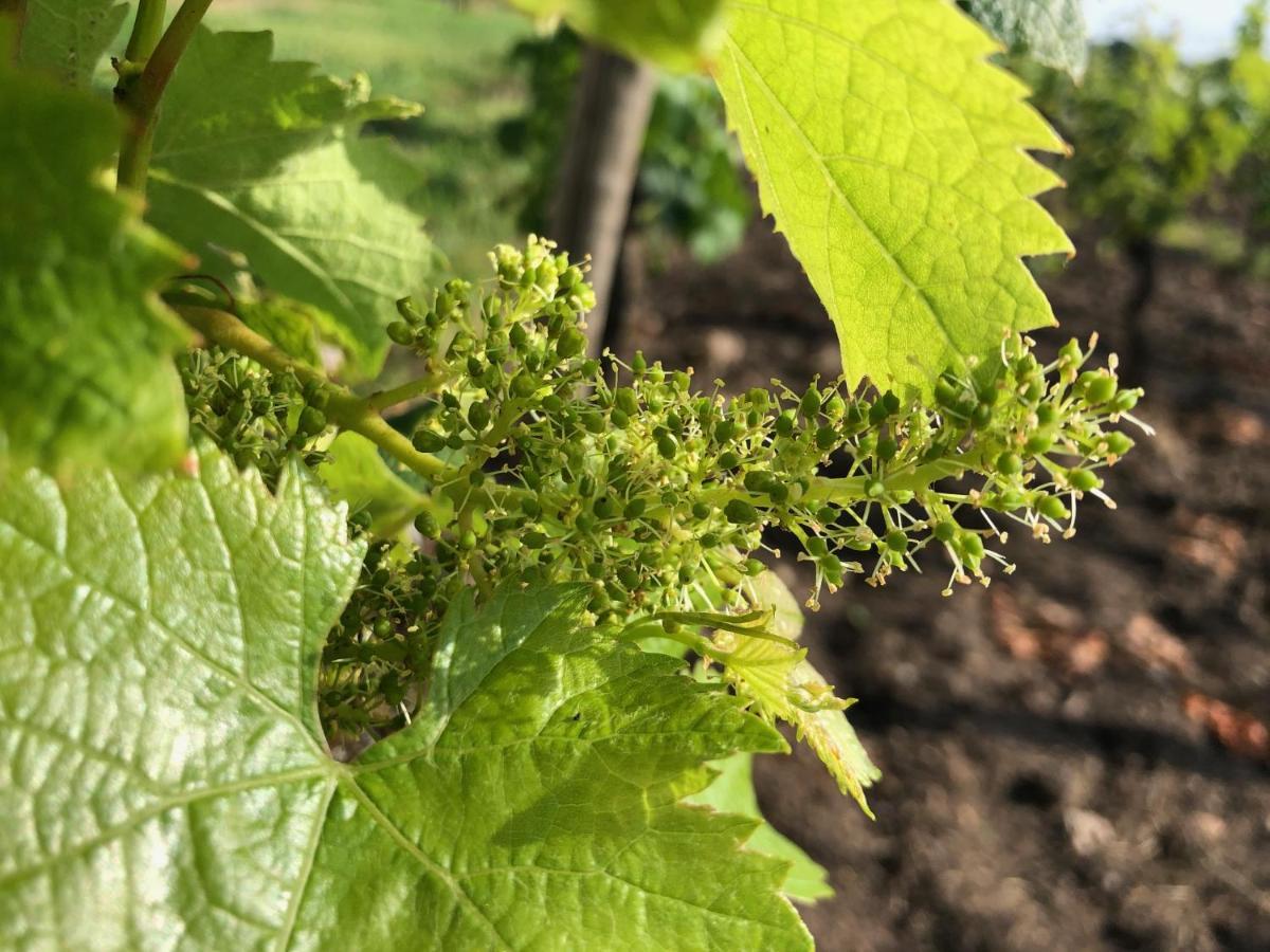 Clos De Bertinat Saint-Sulpice-de-Faleyrens Zewnętrze zdjęcie
